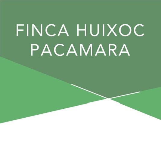 Finca Huixoc Pacamara